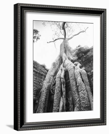 Tree Ta Prohm, Angkor, Cambodia-Walter Bibikow-Framed Photographic Print