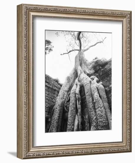 Tree Ta Prohm, Angkor, Cambodia-Walter Bibikow-Framed Photographic Print