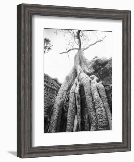 Tree Ta Prohm, Angkor, Cambodia-Walter Bibikow-Framed Photographic Print