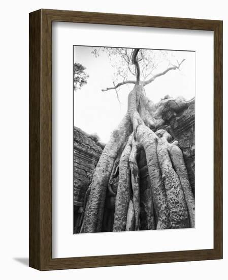 Tree Ta Prohm, Angkor, Cambodia-Walter Bibikow-Framed Photographic Print