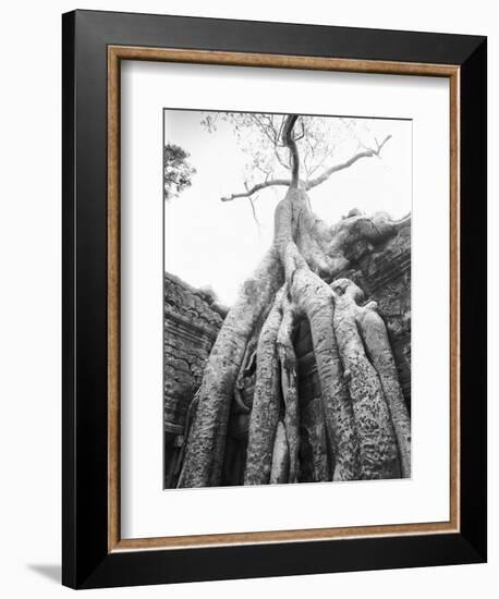 Tree Ta Prohm, Angkor, Cambodia-Walter Bibikow-Framed Photographic Print