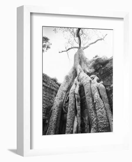 Tree Ta Prohm, Angkor, Cambodia-Walter Bibikow-Framed Photographic Print