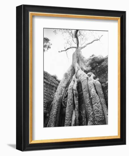 Tree Ta Prohm, Angkor, Cambodia-Walter Bibikow-Framed Photographic Print