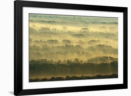 Tree Top Patterns-Staffan Widstrand-Framed Giclee Print