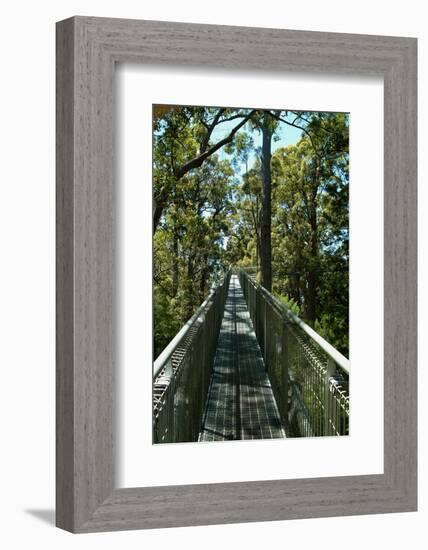 Tree top walk in Western Australia.-Natalie Tepper-Framed Photo