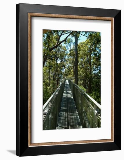 Tree top walk in Western Australia.-Natalie Tepper-Framed Photo