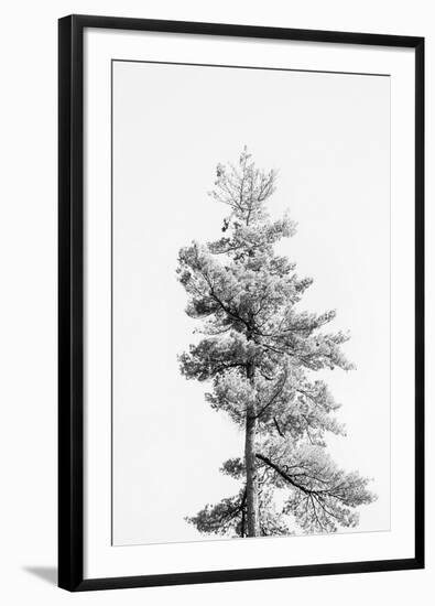 Tree Tops - Solo-Irene Suchocki-Framed Giclee Print