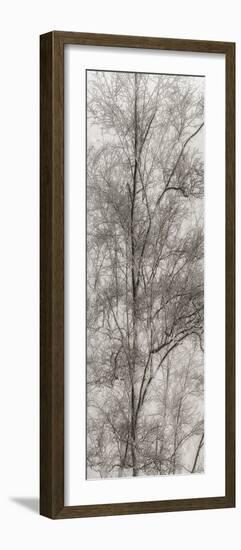 Tree Triptych III-Norm Stelfox-Framed Photographic Print