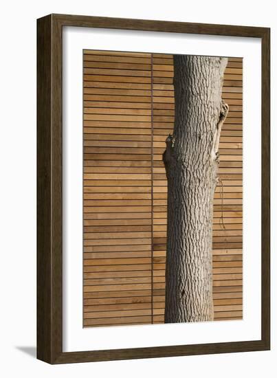 Tree Trunk Against Wood Clad Exterior-David Barbour-Framed Photo