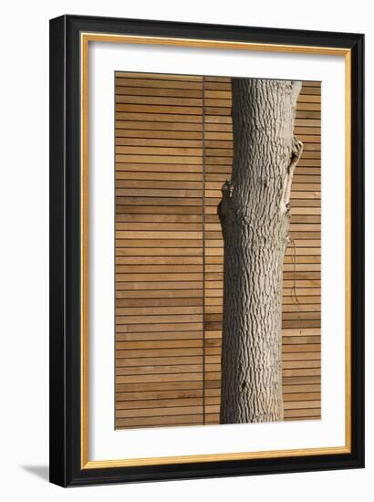 Tree Trunk Against Wood Clad Exterior-David Barbour-Framed Photo