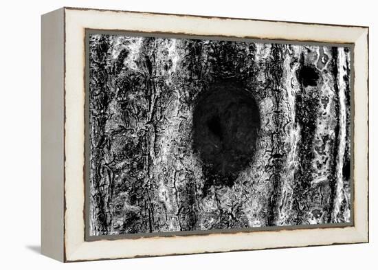 Tree Trunk Hole-null-Framed Stretched Canvas