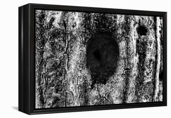 Tree Trunk Hole-null-Framed Stretched Canvas