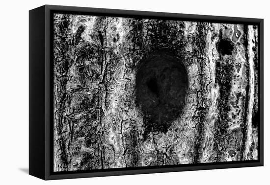 Tree Trunk Hole-null-Framed Stretched Canvas