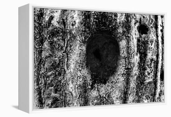 Tree Trunk Hole-null-Framed Stretched Canvas