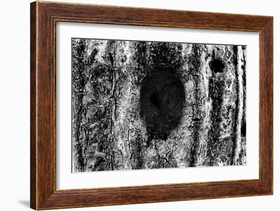 Tree Trunk Hole-null-Framed Photo