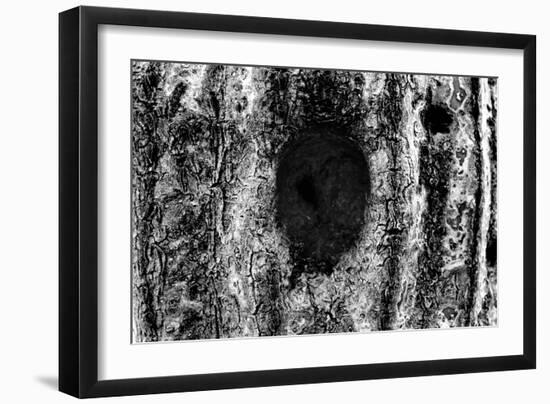 Tree Trunk Hole-null-Framed Photo