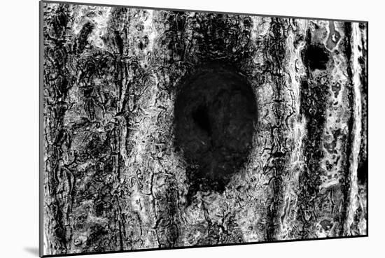 Tree Trunk Hole-null-Mounted Photo