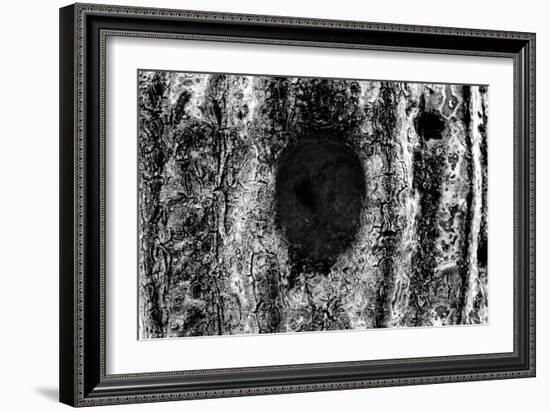 Tree Trunk Hole-null-Framed Photo