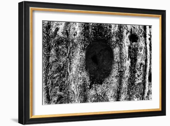 Tree Trunk Hole-null-Framed Photo