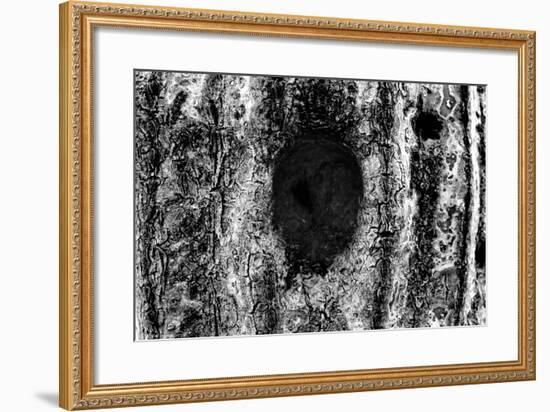 Tree Trunk Hole-null-Framed Photo