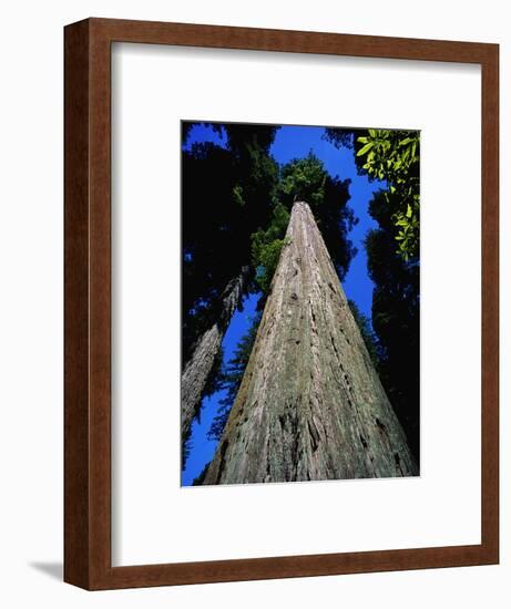 Tree Trunk of Coastal Redwood-Doug Wilson-Framed Photographic Print