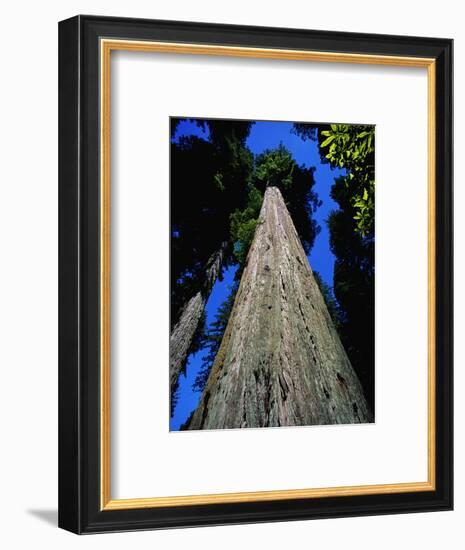 Tree Trunk of Coastal Redwood-Doug Wilson-Framed Photographic Print