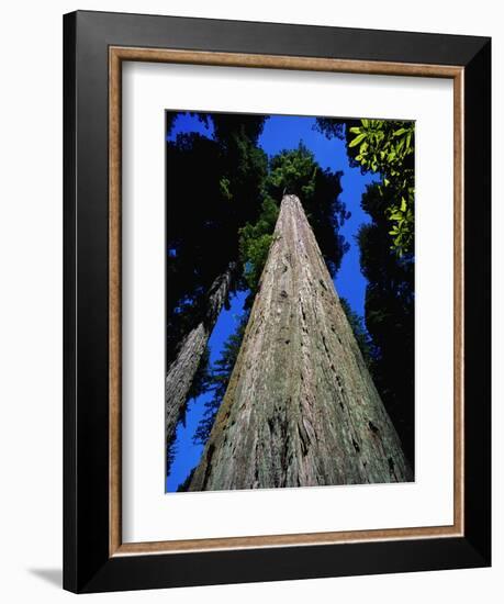 Tree Trunk of Coastal Redwood-Doug Wilson-Framed Photographic Print