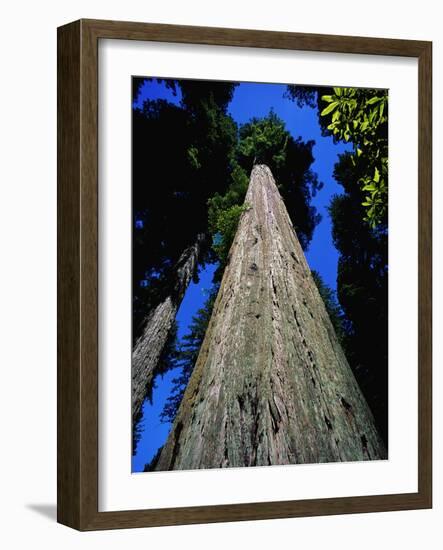 Tree Trunk of Coastal Redwood-Doug Wilson-Framed Photographic Print