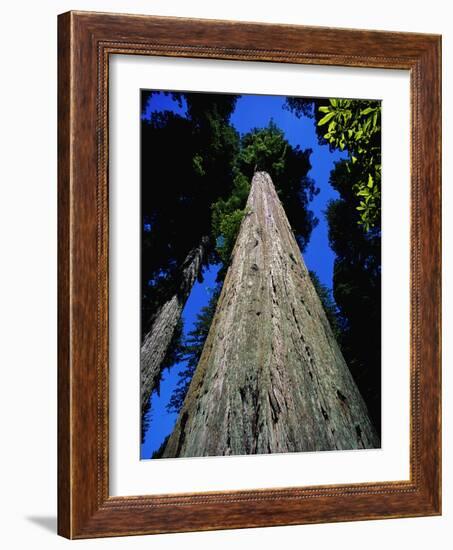 Tree Trunk of Coastal Redwood-Doug Wilson-Framed Photographic Print