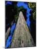 Tree Trunk of Coastal Redwood-Doug Wilson-Mounted Photographic Print