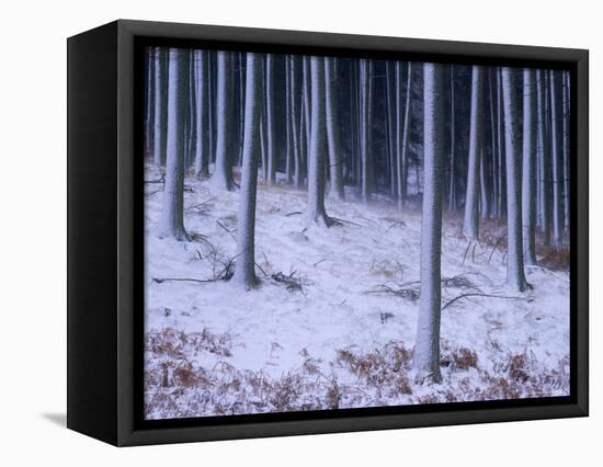 Tree Trunks Covered in Snow in Cumbria, England-Michael Busselle-Framed Premier Image Canvas