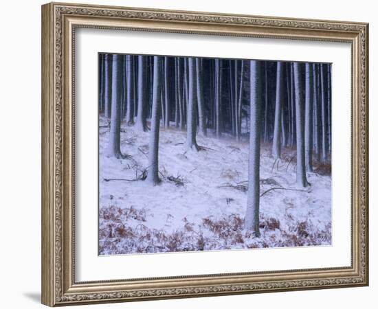 Tree Trunks Covered in Snow in Cumbria, England-Michael Busselle-Framed Photographic Print