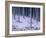 Tree Trunks Covered in Snow in Cumbria, England-Michael Busselle-Framed Photographic Print