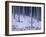 Tree Trunks Covered in Snow in Cumbria, England-Michael Busselle-Framed Photographic Print