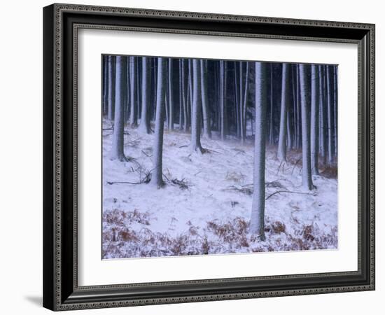 Tree Trunks Covered in Snow in Cumbria, England-Michael Busselle-Framed Photographic Print