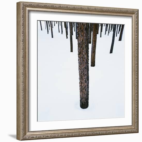 Tree Trunks in Snow-Micha Pawlitzki-Framed Photographic Print