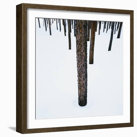 Tree Trunks in Snow-Micha Pawlitzki-Framed Photographic Print