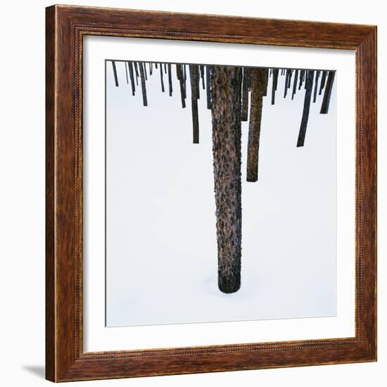 Tree Trunks in Snow-Micha Pawlitzki-Framed Photographic Print