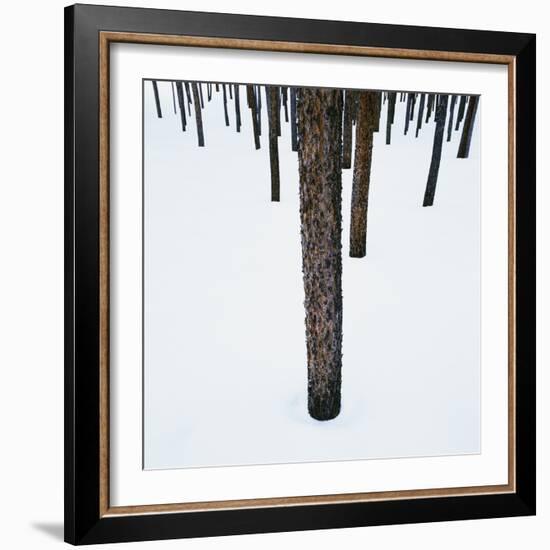 Tree Trunks in Snow-Micha Pawlitzki-Framed Photographic Print