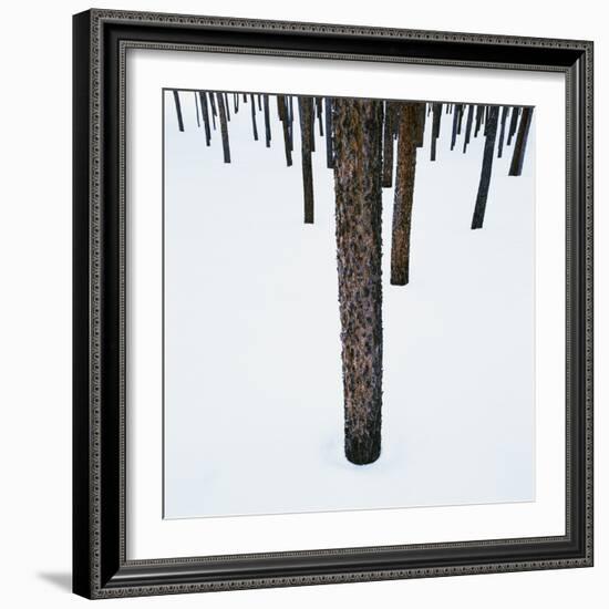 Tree Trunks in Snow-Micha Pawlitzki-Framed Photographic Print