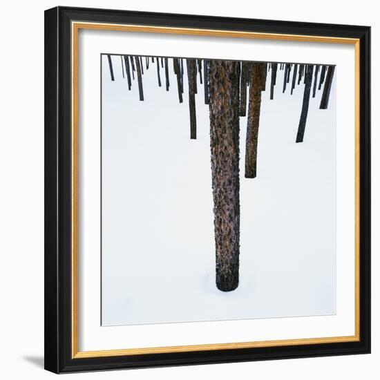 Tree Trunks in Snow-Micha Pawlitzki-Framed Photographic Print