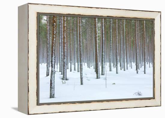 Tree trunks in the snowy woods Alaniemi, Rovaniemi, Lapland region, Finland, Europe-Roberto Moiola-Framed Premier Image Canvas