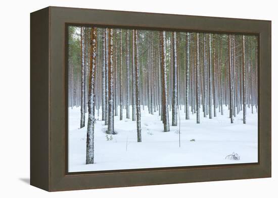 Tree trunks in the snowy woods Alaniemi, Rovaniemi, Lapland region, Finland, Europe-Roberto Moiola-Framed Premier Image Canvas