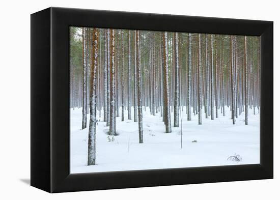 Tree trunks in the snowy woods Alaniemi, Rovaniemi, Lapland region, Finland, Europe-Roberto Moiola-Framed Premier Image Canvas