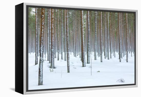 Tree trunks in the snowy woods Alaniemi, Rovaniemi, Lapland region, Finland, Europe-Roberto Moiola-Framed Premier Image Canvas