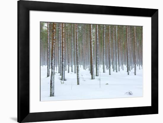 Tree trunks in the snowy woods Alaniemi, Rovaniemi, Lapland region, Finland, Europe-Roberto Moiola-Framed Photographic Print