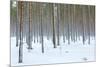 Tree trunks in the snowy woods Alaniemi, Rovaniemi, Lapland region, Finland, Europe-Roberto Moiola-Mounted Photographic Print