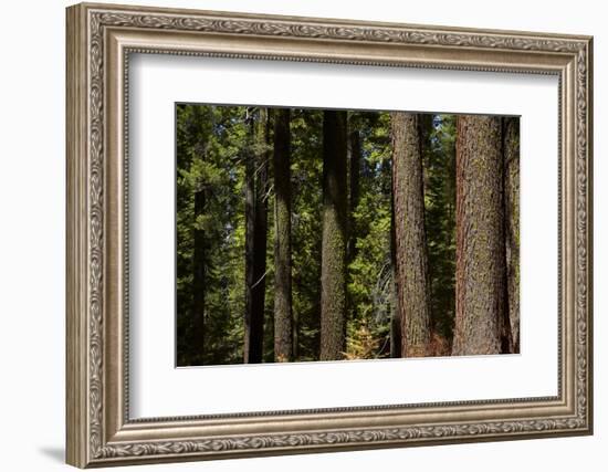 Tree Trunks, Tuolumne Sequoia Grove, Yosemite NP, California-David Wall-Framed Photographic Print