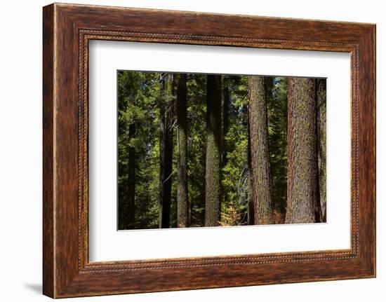 Tree Trunks, Tuolumne Sequoia Grove, Yosemite NP, California-David Wall-Framed Photographic Print