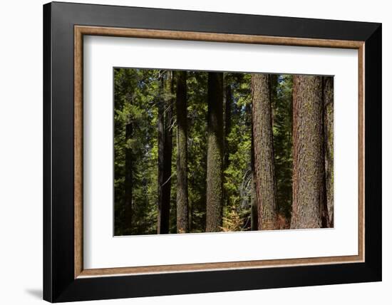 Tree Trunks, Tuolumne Sequoia Grove, Yosemite NP, California-David Wall-Framed Photographic Print